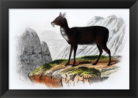 Framed Mammal III Print