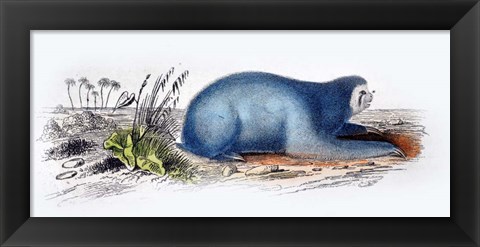 Framed Mammal II Print