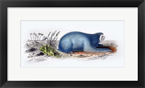 Framed Mammal II Print