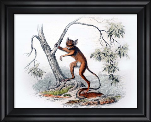 Framed Monkey I Print