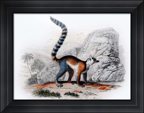 Framed Monkey II Print