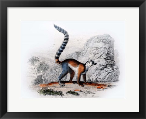 Framed Monkey II Print