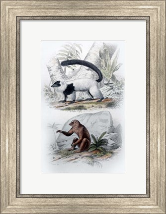 Framed Pair of Mammals Print