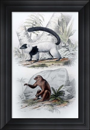 Framed Pair of Mammals Print