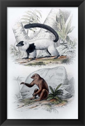 Framed Pair of Mammals Print