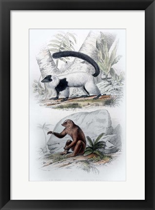 Framed Pair of Mammals Print