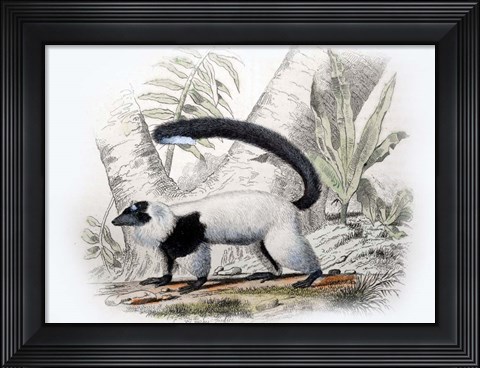 Framed Mammal IV Print