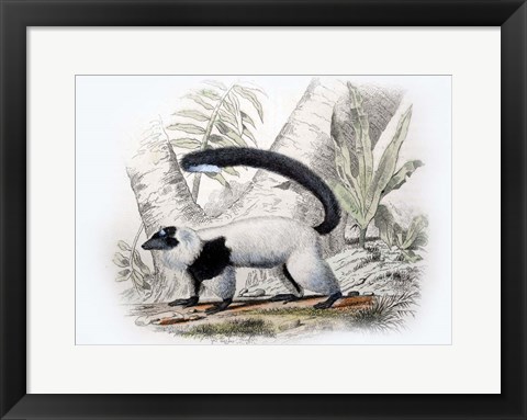 Framed Mammal IV Print