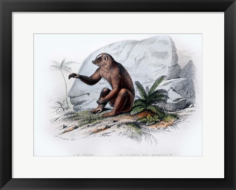 Framed Mammal V Print