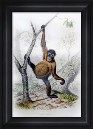 Framed Orangutan Print