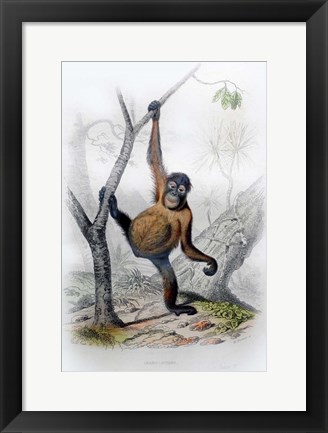 Framed Orangutan Print