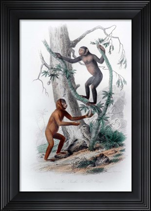 Framed Pair of Monkeys II Print
