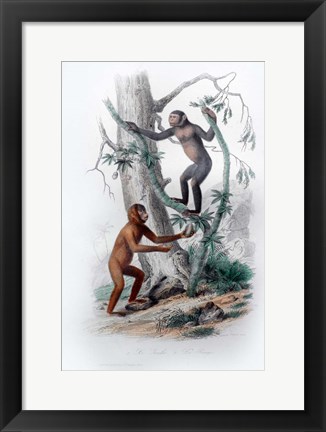 Framed Pair of Monkeys II Print