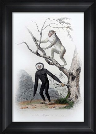 Framed Pair of Monkeys III Print