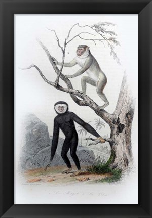 Framed Pair of Monkeys III Print