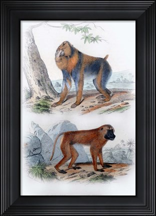 Framed Pair of Baboos Print