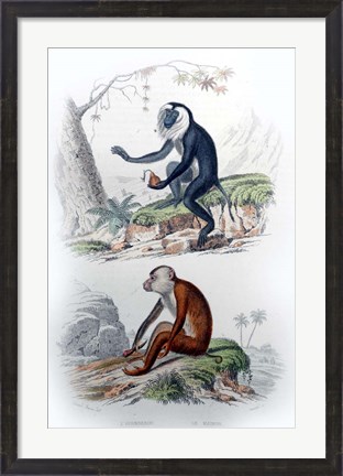 Framed Pair of Monkeys IV Print