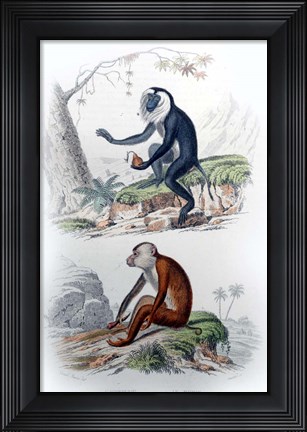 Framed Pair of Monkeys IV Print
