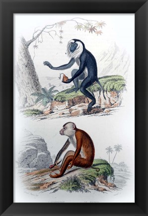 Framed Pair of Monkeys IV Print