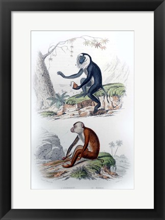 Framed Pair of Monkeys IV Print