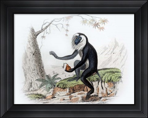Framed Monkey III Print