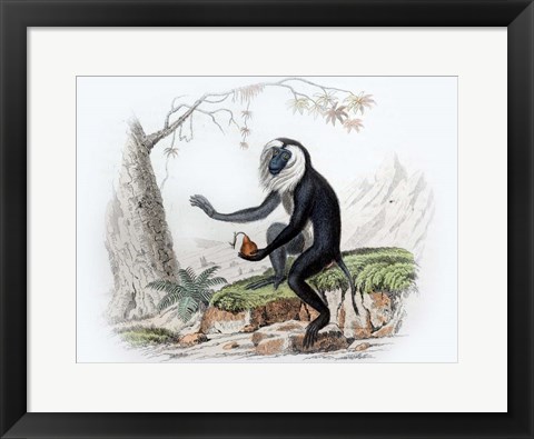 Framed Monkey III Print