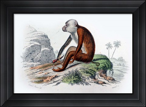 Framed Monkey IV Print