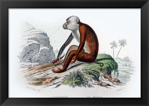 Framed Monkey IV Print