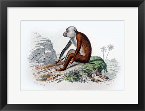 Framed Monkey IV Print