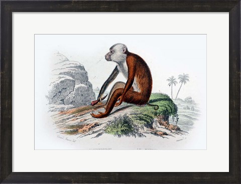 Framed Monkey IV Print