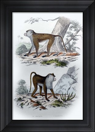 Framed Pair of Monkeys V Print