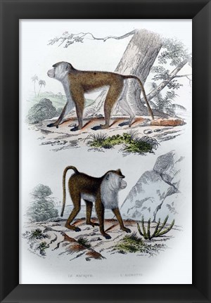 Framed Pair of Monkeys V Print