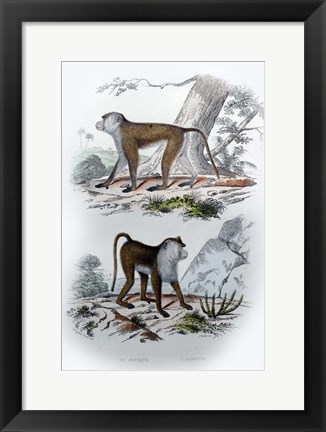 Framed Pair of Monkeys V Print