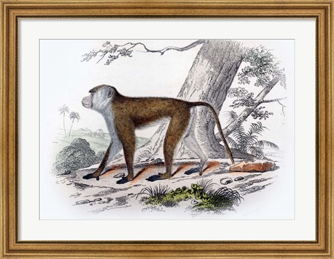 Framed Monkey V Print