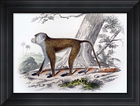 Framed Monkey V Print