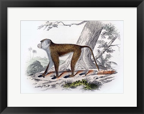 Framed Monkey V Print