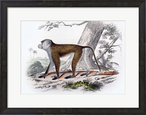 Framed Monkey V Print