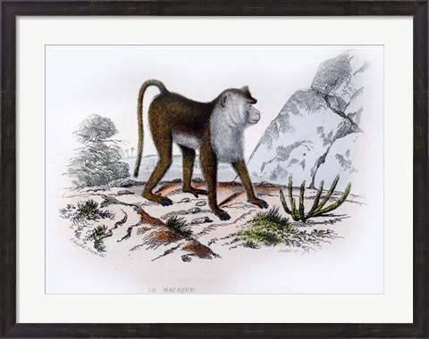 Framed Monkey VI Print