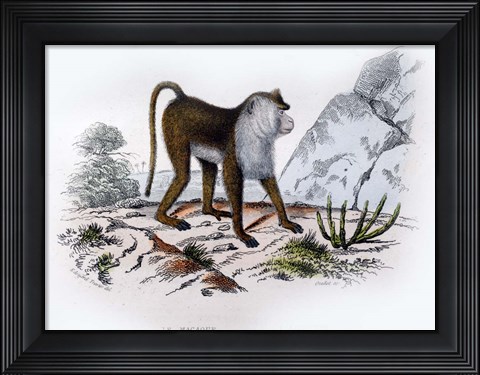 Framed Monkey VI Print