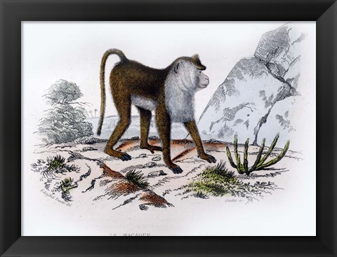 Framed Monkey VI Print