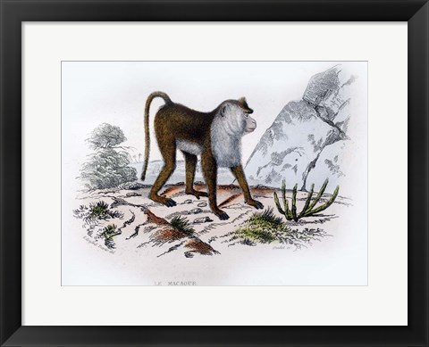 Framed Monkey VI Print