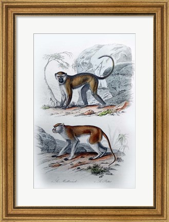 Framed Pair of Monkeys VI Print