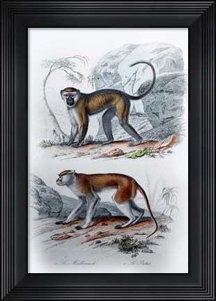 Framed Pair of Monkeys VI Print