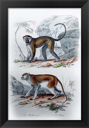 Framed Pair of Monkeys VI Print