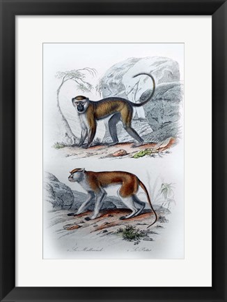 Framed Pair of Monkeys VI Print