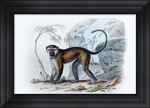 Framed Monkey VII Print