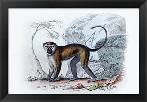 Framed Monkey VII Print