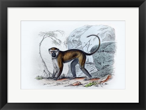 Framed Monkey VII Print