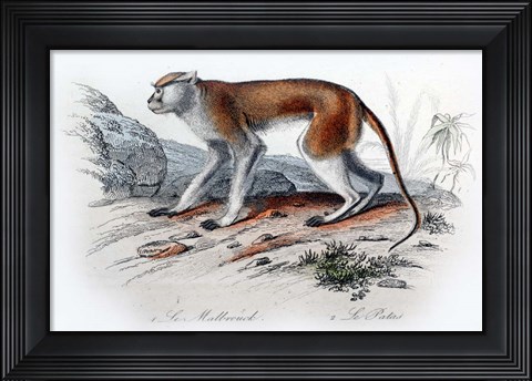 Framed Monkey VIII Print