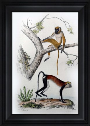 Framed Pair of Monkeys VII Print